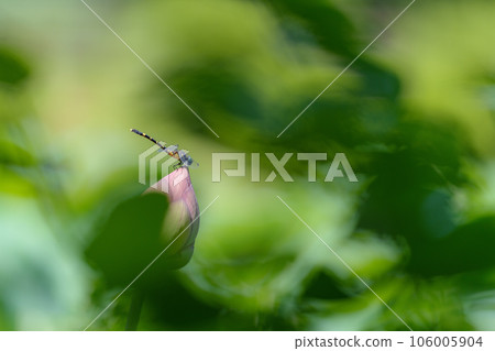 Koonyanma 棲息在蓮花花蕾上 Koonyanma 棲息在蓮花花蕾上 106005904