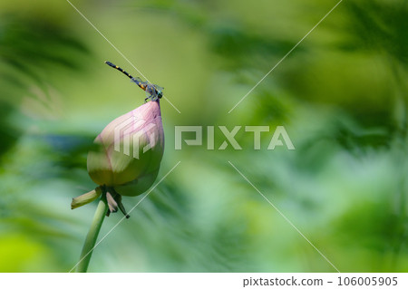 Koonyanma 棲息在蓮花花蕾上 Koonyanma 棲息在蓮花花蕾上 106005905