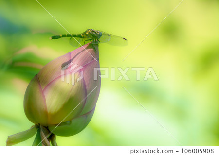 Koonyanma 棲息在蓮花花蕾上 Koonyanma 棲息在蓮花花蕾上 106005908