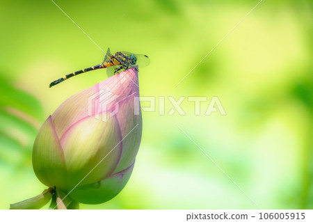 Koonyanma 棲息在蓮花花蕾上 Koonyanma 棲息在蓮花花蕾上 106005915