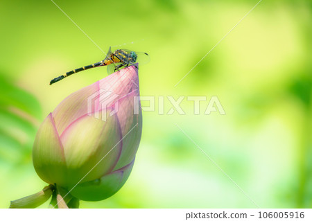 Koonyanma 棲息在蓮花花蕾上 Koonyanma 棲息在蓮花花蕾上 106005916