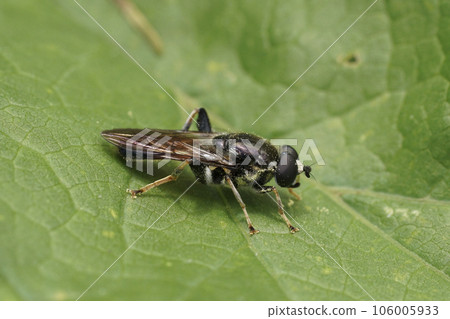 Closeup on a large wood hoverfly, Xylota ignava sitting on a green leaf 106005933