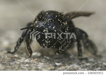 Facial frontal closeup on a Violet carpenter bee, Xylocopa violacea, loaded with white pollen 106005951