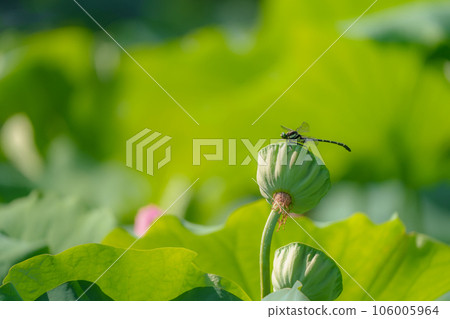 Kooniyanma 棲息在蓮花莖上 Kooniyanma 棲息在蓮花莖上 106005964