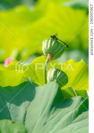 Kooniyanma 棲息在蓮花莖上 Kooniyanma 棲息在蓮花莖上 106005967