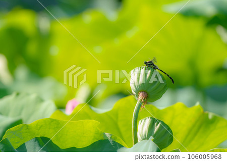Kooniyanma 棲息在蓮花莖上 Kooniyanma 棲息在蓮花莖上 106005968