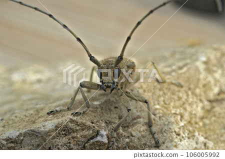 Frontal closeup on the large European poplar borer longhorn beetle, Saperda carcharias sitting on wood 106005992