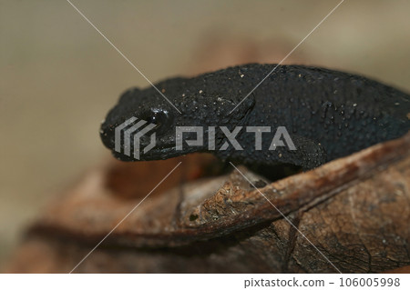 Closeup on a black juvenile of the critically endangered Japanese Anderson's salamander, Echinotriton andersoni 106005998
