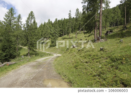 Natural scenic view on a dirt road and pine trees in in the Carinthian mountains, Austria 106006003