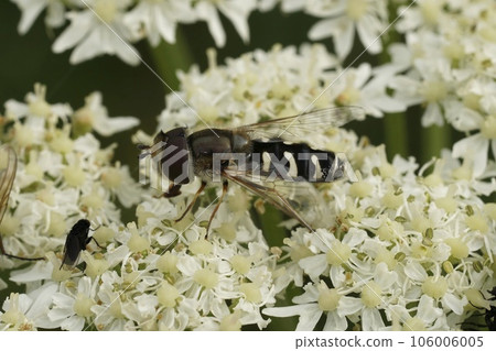 Closeup on a pied hoverfly, Scaeva pyrastri sitting on a white hogweed, Heracleum sphondylium Closeup on a pied hoverfly, Scaeva pyrastri sitting on a white hogweed, Heracleum sphondylium 106006005