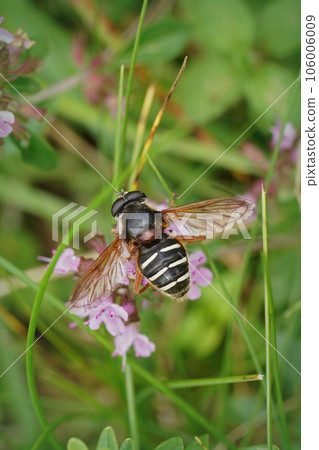 Closeup on a White-barred Peat Hoverfly, Sericomyia lappona sitting on Vicia sepium Closeup on a White-barred Peat Hoverfly, Sericomyia lappona sitting on Vicia sepium 106006009