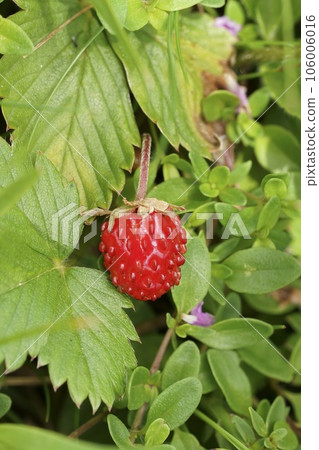 Vertical closeup on a bright red Wild strawberry, Fragaria vesca 106006016