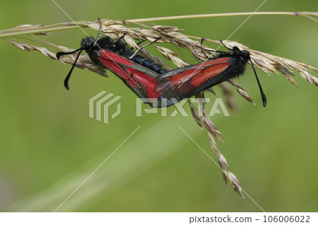 Closeup on a copulation of a colorful diurnal burnet moth, Zygaena purpuralis against a green background Closeup on a copulation of a colorful diurnal burnet moth, Zygaena purpuralis against a green background 106006022