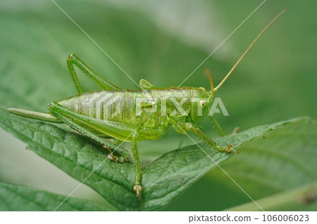 Closeup on an upland green bush-cricket, Tettigonia cantans sitting on a leaf 106006023