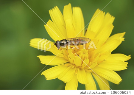 Closeup on a small Variable duskyface fly,  Melanostoma mellinum in a yellow hawkweed 106006024
