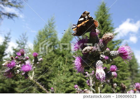 Low angle closeup on a red admiral butterfly, Vanessa atalanta drinking nectar from a purple thistle 106006025