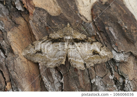 Closeup on a brown geometer moth, Alcis deversata sitting on wood Closeup on a brown geometer moth, Alcis deversata sitting on wood 106006036
