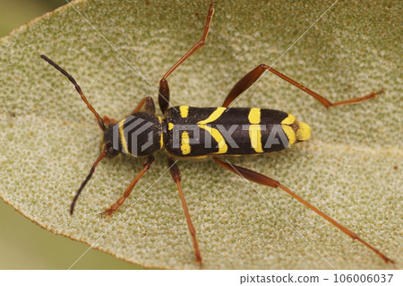 Closeup on a wasp-mimicking longhorn beetle ,Clytus arietis, sitting on a dried leaf Closeup on a wasp-mimicking longhorn beetle ,Clytus arietis, sitting on a dried leaf 106006037