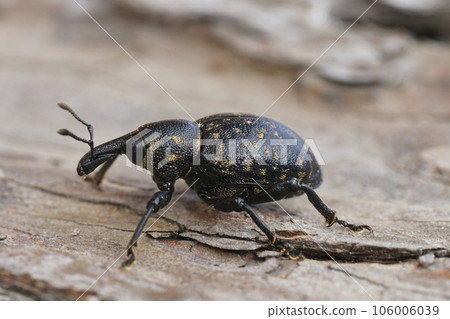 Closeup on a large dark weevil, Liparus germanus, a parasite on cow parsnip, Heracleum sphondylium 106006039