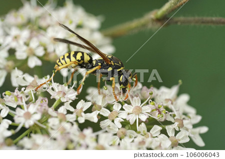 Closeup on a French yellow and black paperwasp, Polistes dominula feeding on a white flower Closeup on a French yellow and black paperwasp, Polistes dominula feeding on a white flower 106006043