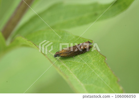 Closeup on the small red piercer tortrix moth, Lathronympha strigana sitting on a green Centaurea leaf 106006050