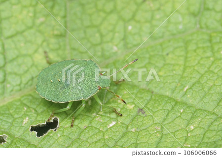 Closeup on an instar nymph of the Green bug , Palomena prasina on a leaf Closeup on an instar nymph of the Green bug , Palomena prasina on a leaf 106006066
