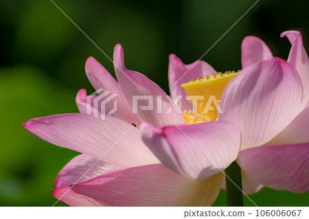 Lotus flower Lotus flower 106006067
