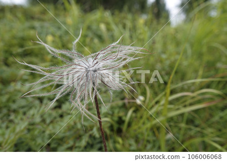 Closeup on the feathery Alpine avens flowerhead, Geum montanum from the Austrian alps 106006068