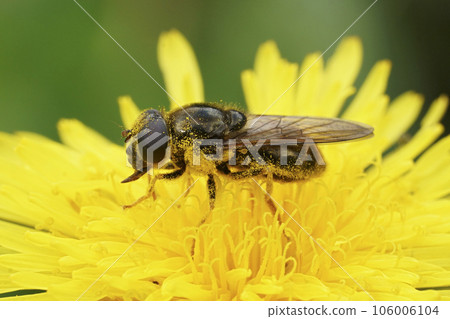 Closeup on a Cheilosia canicularis blacklet sawfly on a yellow hawkweed in the Austrian alps 106006104
