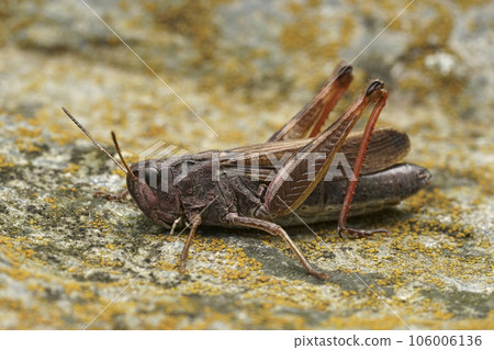 Closeup on the large mountain grasshopper , Stauroderus scalaris sitting on a stone 106006136