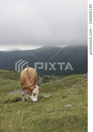 Closeup on a typical Austrian alpine landscape of cattle , cow on a hillside grassland with mountain background Closeup on a typical Austrian alpine landscape of cattle , cow on a hillside grassland with mountain background 106006140