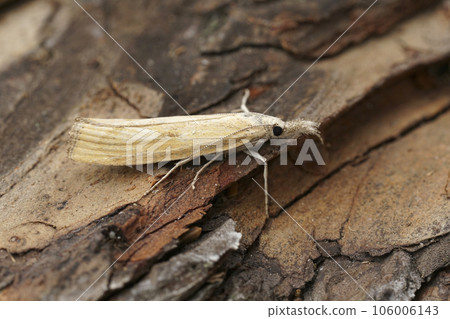 Closeup on an Austrian barred grass-veneer moth, Agriphila inquinatella sitting on wood 106006143