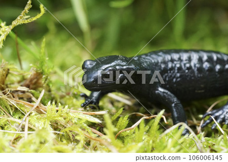 Closeup on the charcoal black Alpine salamander, Salamandra atra in the Austrian Carinthian Alps Closeup on the charcoal black Alpine salamander, Salamandra atra in the Austrian Carinthian Alps 106006145