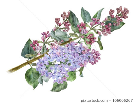 Branch of pink lilac. Watercolor botanical illustration. Hand drawn clipart isolated on a white background. Inflorescence of a shrub. Spring flowers. For prints on clothing and home textiles Branch of pink lilac. Watercolor botanical illustration. Hand drawn clipart isolated on a white background. Inflorescence of a shrub. Spring flowers. For prints on clothing and home textiles 106006267