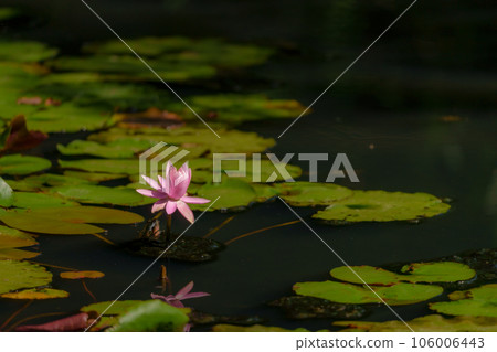 Water lily 106006443