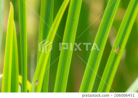 Lynx spider holding onto an iris leaf Lynx spider holding onto an iris leaf 106006451