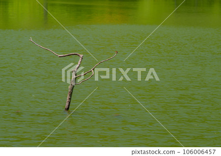 Tree jumping out of the pond 106006457