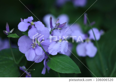 A field of purple flowers 106006520