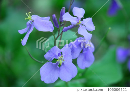 A field of purple flowers 106006521