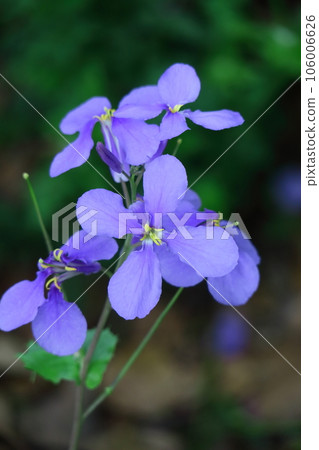 A field of purple flowers 106006626