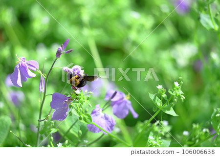 A field of purple flowers 106006638
