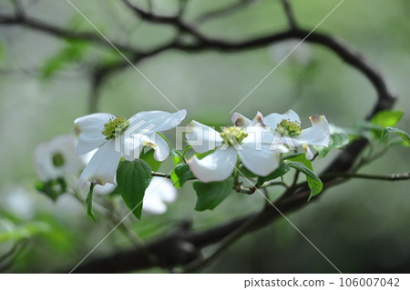 來自美國的禮物 來自美國的禮物 106007042