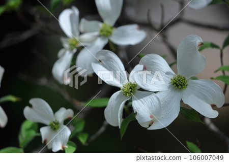 來自美國的禮物 來自美國的禮物 106007049