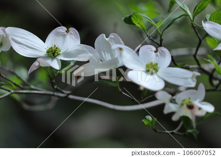 來自美國的禮物 106007052