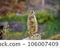 A meerkat stands tall and stares into the distance, as if waiting for something. 106007409