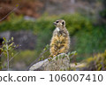 Stand up Meerkat 106007410