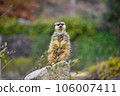 Meerkat standing and staring 106007411