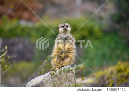 Meerkat standing and staring 106007411