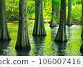 Landscape with greenery Trees growing in the water 106007416
