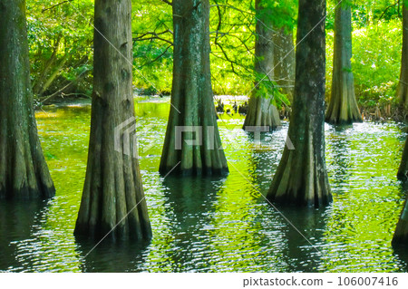 Landscape with greenery Trees growing in the water 106007416